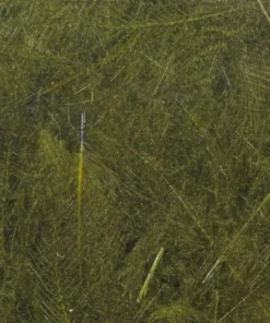 TYING MATERIALS Hareline UV2 Select CDC Feathers 10 TYING MATERIALS Hareline UV2 Select CDC Feathers