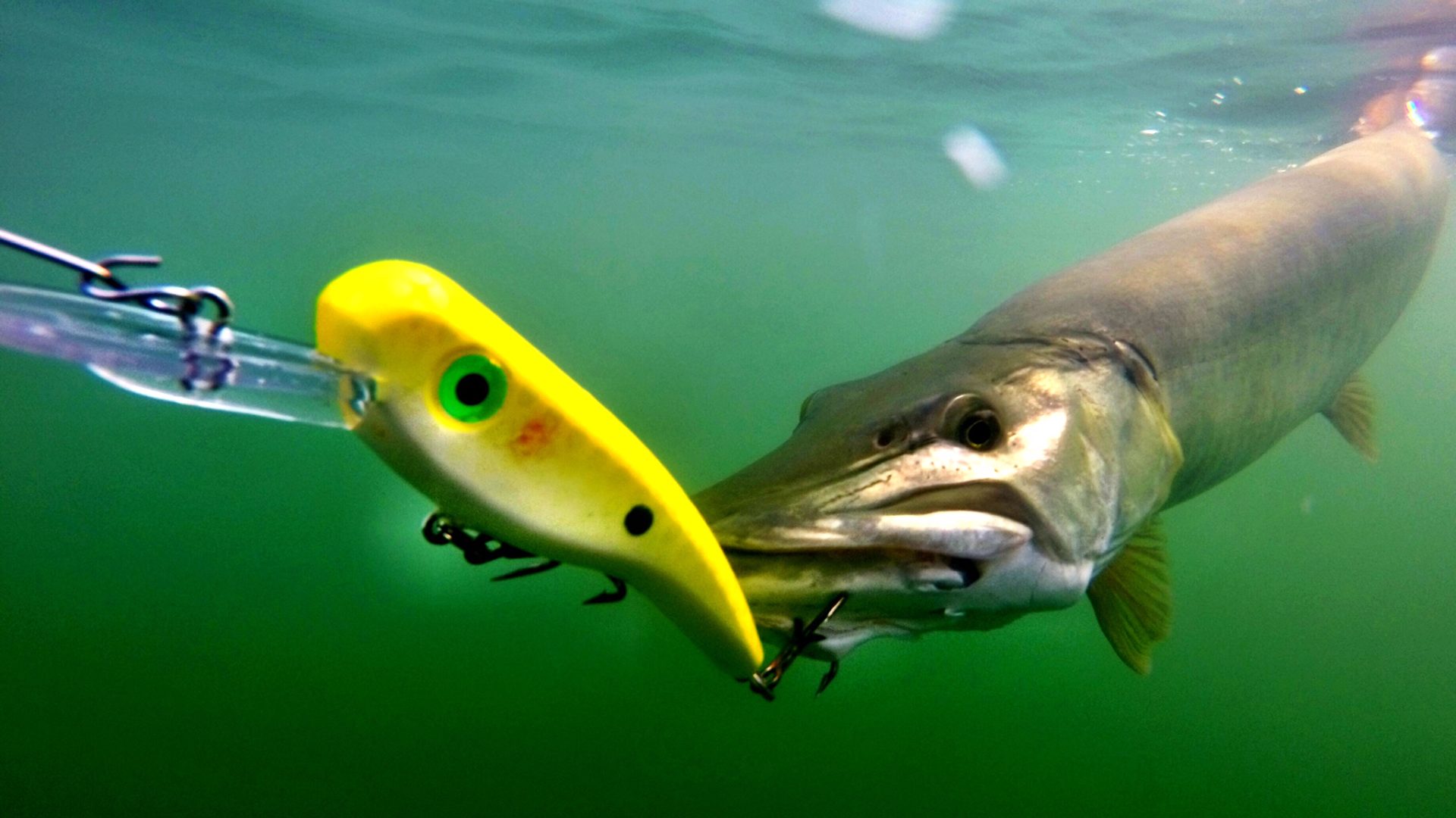 Trouts Fly Fishing Sales -Trouts Fly Fishing Sales cropped 3 1